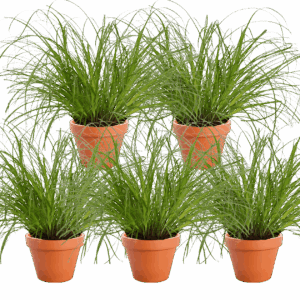5er-Set | Katzengras | +/- 20-30cm | ø 12-15cm Topf