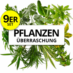 9er-Set | Pflanzenüberraschung | +/- 40-70cm | ø 12-15cm Topf