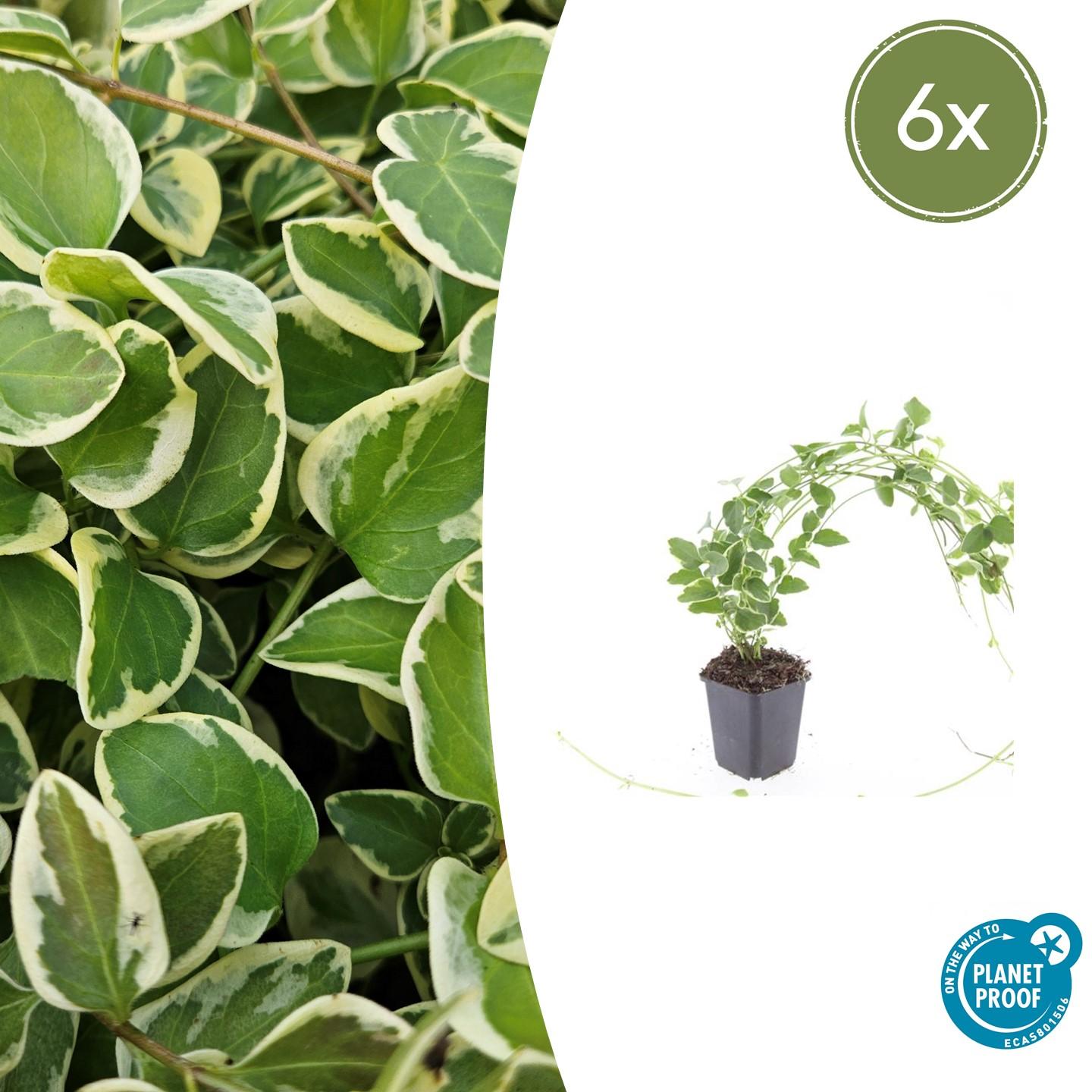 thumbnail 6000 52c12b361aa09cea