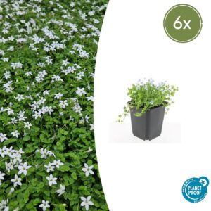 Isotoma fluviatilis “Alba” (6 Stück) | Sternmoos Weiß | +/- 10-25cm | ø 9cm