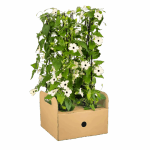 Thunbergia alata “Sunny Susy White” (4 Stück) | Schwarzäugige Susanne | +/- 60cm | ø 13cm