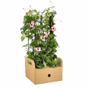 Thunbergia alata “Sunny Susy Rose Sensation” (4 Stück) | Schwarzäugige Susanne | +/- 60cm | ø 13cm