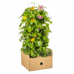 Thunbergia alata “Sunny Susy Mix” (4er-Mix) | Schwarzäugige Susanne | +/- 60cm | ø 13cm