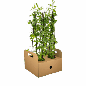 Lathyrus odoratus (4 Stück) | Duftwicke | +/- 60cm | ø 13cm