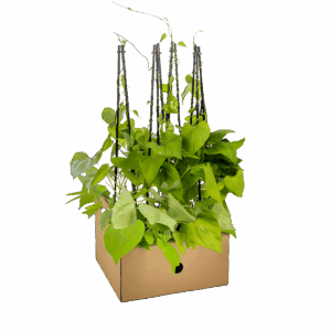 Ipomoea tricolor “Heavenly Blue” (4 Stück) | Prunkwinde | +/- 60cm | ø 13cm