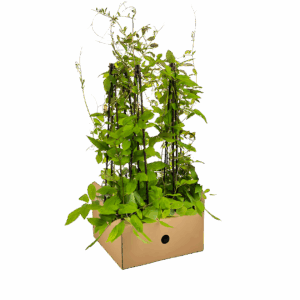 Cobea scandens “Violet Blue” (4 Stück) | Glockenrebe | +/- 60cm | ø 13cm