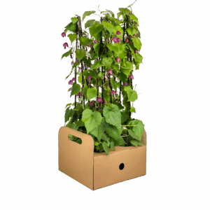 Rhodochiton atrosanguineum “Purple Bells” (4 Stück) | Purpurglöckchen | +/- 60cm | ø 13cm