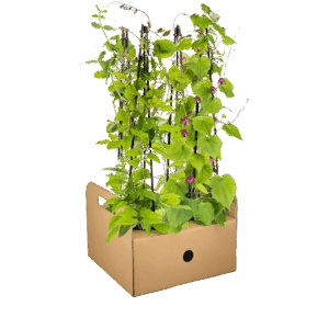 4er-Set | Lathyrus odoratus | Ipomoea tricolor | Cobea scandens | Rhodochiton atrosanguineum | +/- 60cm | ø 13cm