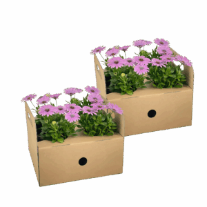 Osteospermum ecklonis “Pink” (8 Stück) | Kapmargerite | +/- 20cm | ø 12cm