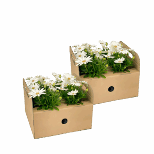 Osteospermum ecklonis “Weiß” (8 Stück) | Kapmargerite | +/- 20cm | ø 12cm