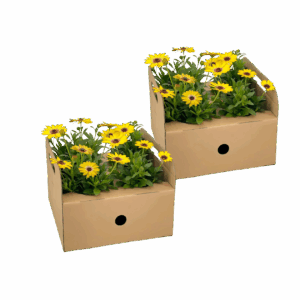 Osteospermum ecklonis “Gelb” (8 Stück) | Kapmargerite | +/- 20cm | ø 12cm