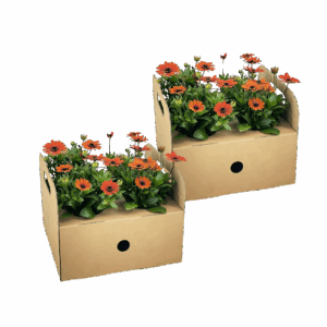 Osteospermum ecklonis “Orange” (8 Stück) | Kapmargerite | +/- 20cm | ø 12cm