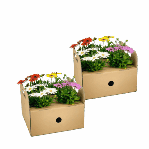 Osteospermum ecklonis “Mix” (8 Stück) | Kapmargerite | +/- 20cm | ø 12cm