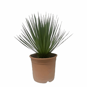 Yucca rostrata | Blaue Palmlilie | +/- 60cm | ø 24cm