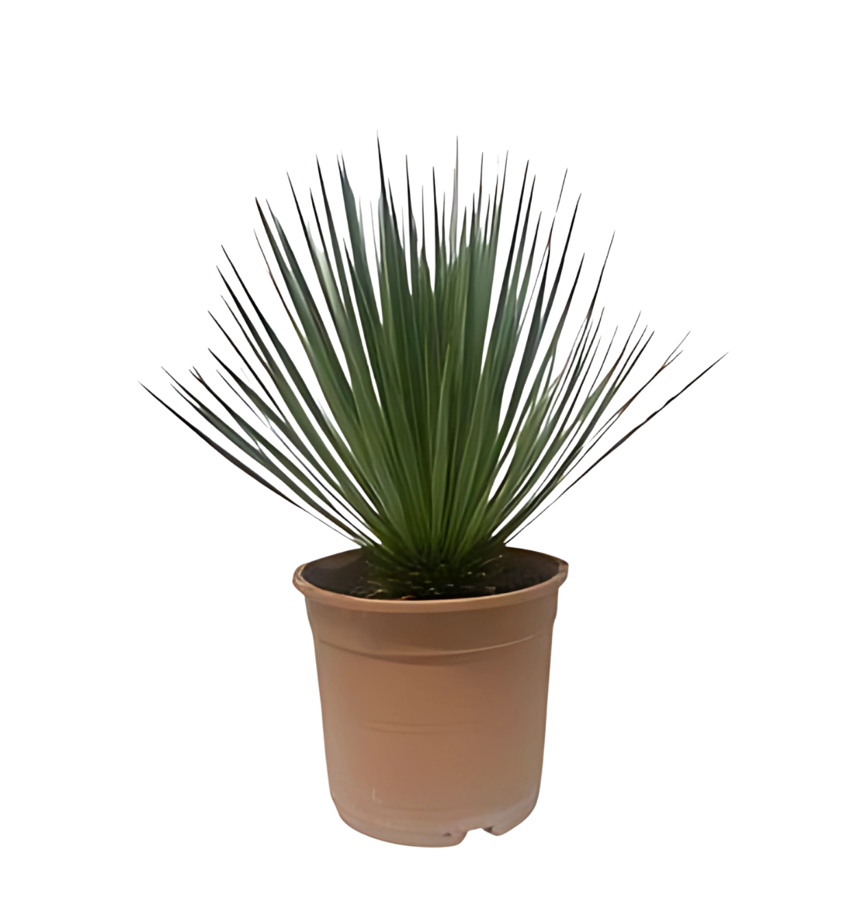 Yucca rostrata | Blaue Palmlilie | +/- 60cm | ø 24cm 1 Yucca rostrata | Blaue Palmlilie | +/- 60cm | ø 24cm