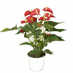 Anthurium “Red” | Rote Flamingoblume | +/- 55cm | ø 17cm Topf