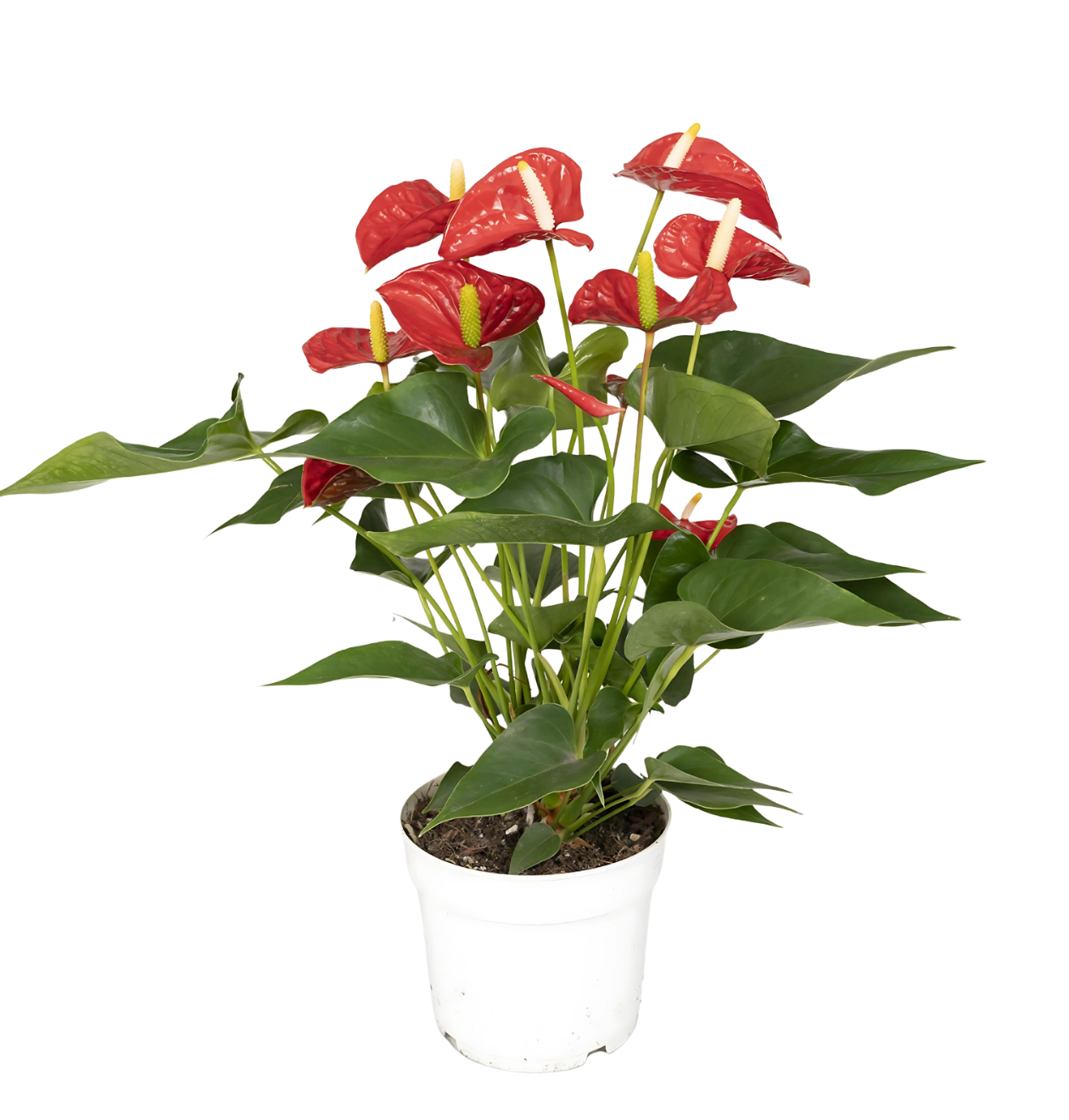 Anthurium “Red” | Rote Flamingoblume | +/- 55cm | ø 17cm Topf 1 Anthurium “Red” | Rote Flamingoblume | +/- 55cm | ø 17cm Topf