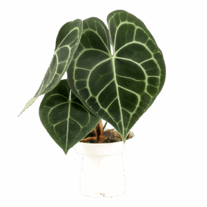 Anthurium “Clarinervium” | Samtblattanthurie | +/- 30cm | ø 12cm Topf