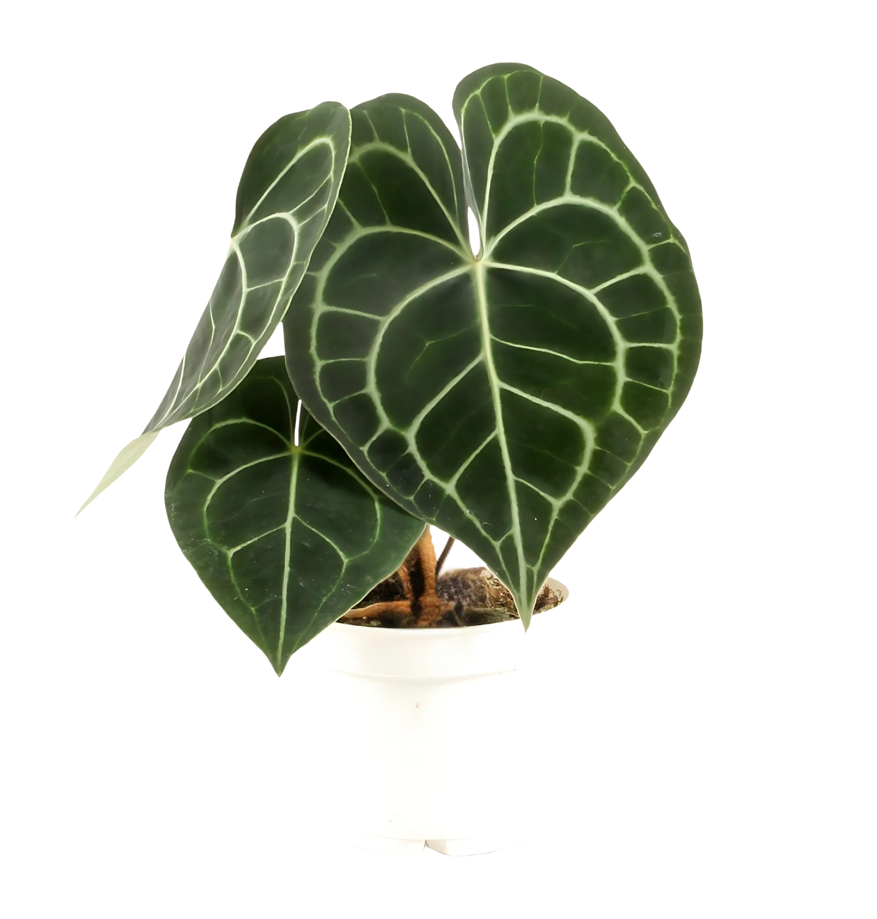 Anthurium “Clarinervium” | Samtblattanthurie | +/- 30cm | ø 12cm Topf 1 Anthurium “Clarinervium” | Samtblattanthurie | +/- 30cm | ø 12cm Topf