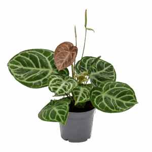 Anthurium “Crystal Hybride Compact” | Kompakte Kristall-Flamingoblume | +/- 40cm | ø 17cm Topf