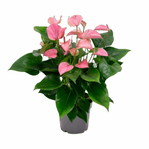 Anthurium “Karma Joli” | Flamingoblume | +/- 55cm | ø 17cm Topf