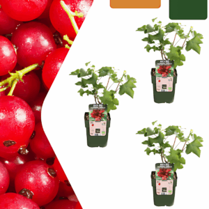 Bio Johannisbeerpflanzen (3 Stück) | +/- 20 cm | ø 13 cm