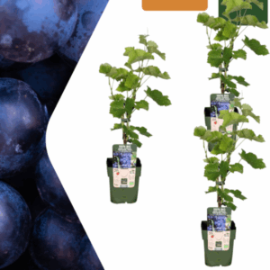 Bio Weinreben (3 Stück) | +/- 20 cm | ø 13 cm