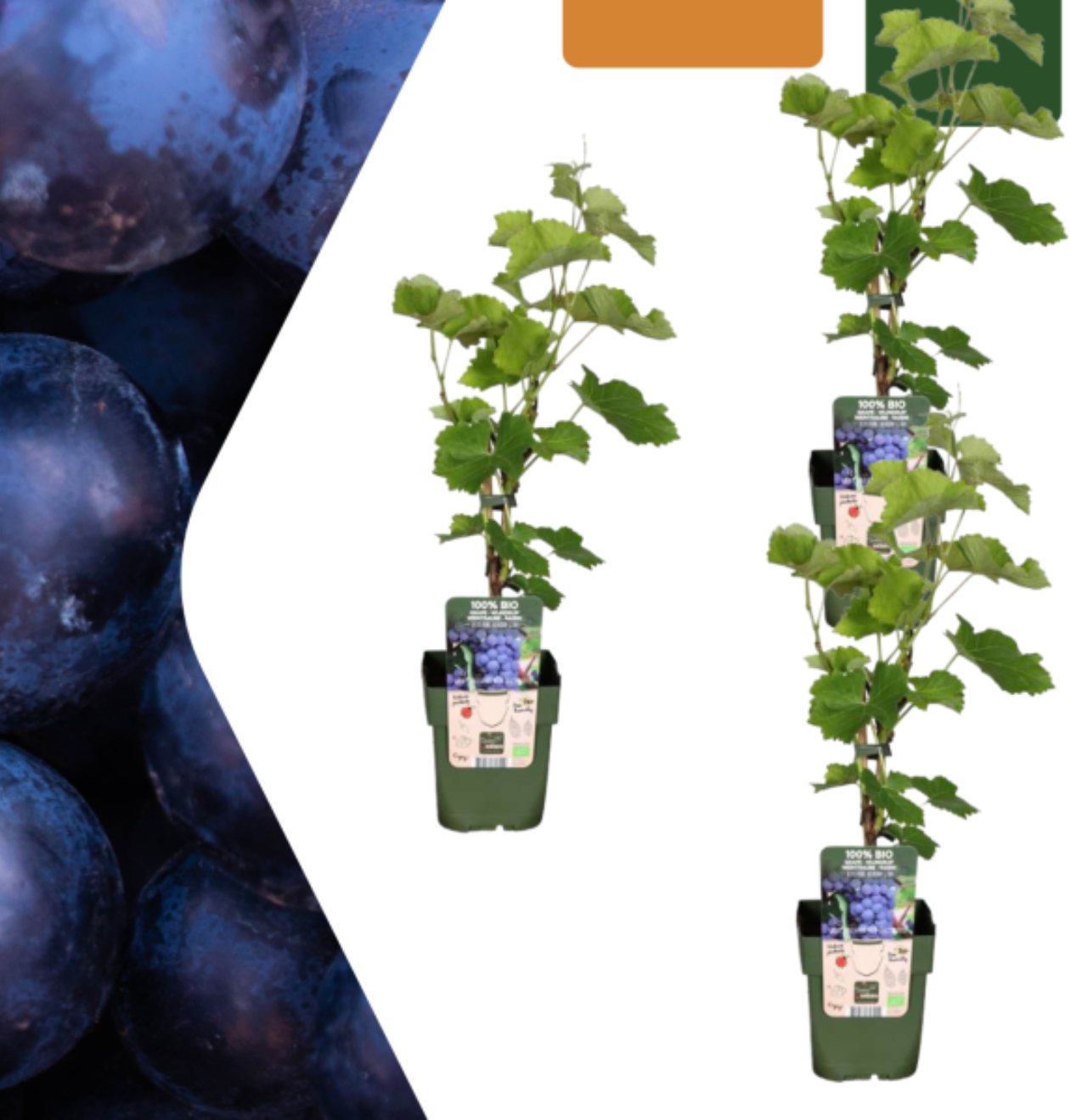 Bio Weinreben (3 Stück) | +/- 20 cm | ø 13 cm 1 Bio Weinreben (3 Stück) | +/- 20 cm | ø 13 cm