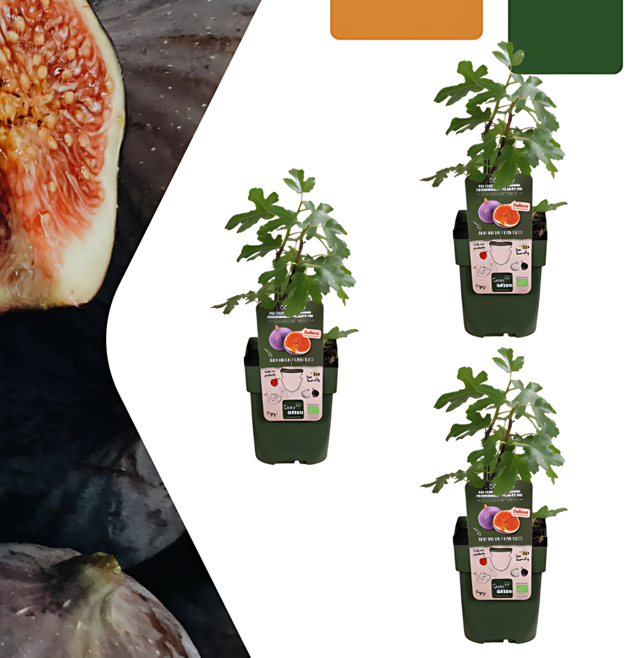 Bio Feigenbaum (3 Stück) | +/- 20 cm | ø 13 cm 1 Bio Feigenbaum (3 Stück) | +/- 20 cm | ø 13 cm