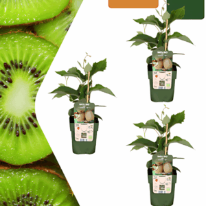 Bio Kiwipflanzen (3 Stück) | +/- 20 cm | ø 13 cm