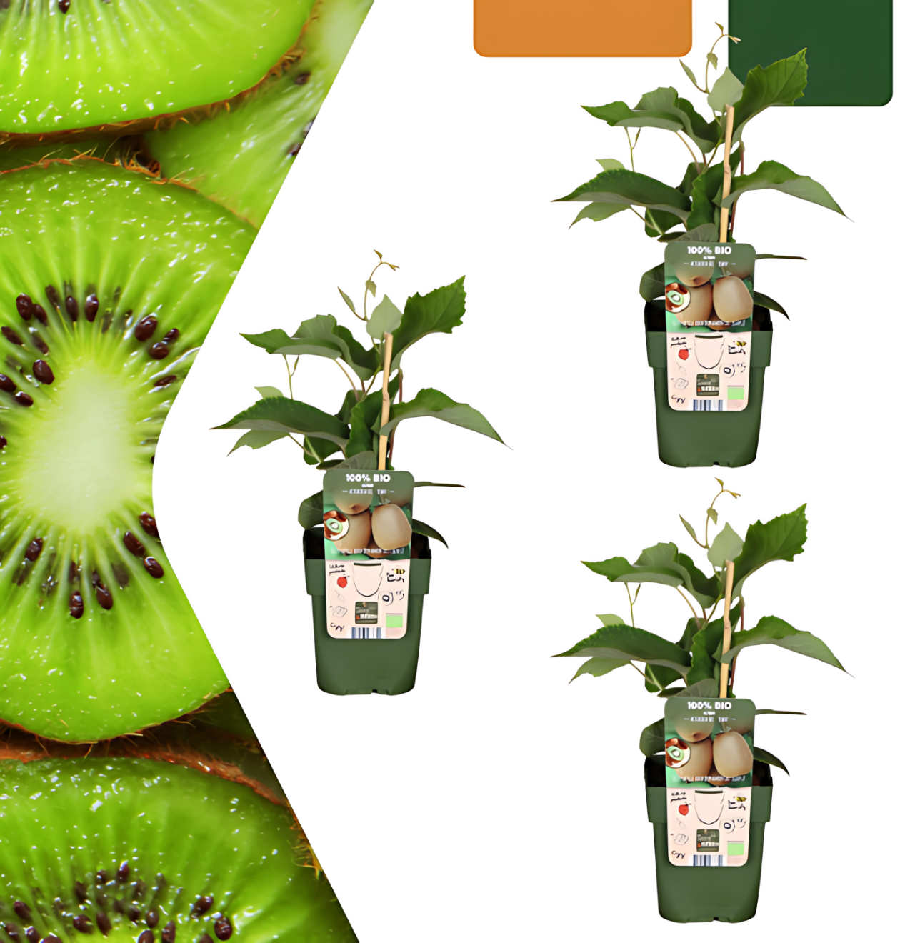 Bio Kiwipflanzen (3 Stück) | +/- 20 cm | ø 13 cm 1 Bio Kiwipflanzen (3 Stück) | +/- 20 cm | ø 13 cm