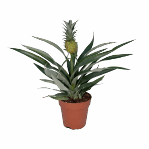Bromelia “Ananas” | Ananaspflanze | +/- 30cm | ø 12cm Topf