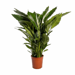 Spathiphyllum “Sweet Sebastiano” | Einblatt | +/- 110cm | ø 24cm Topf