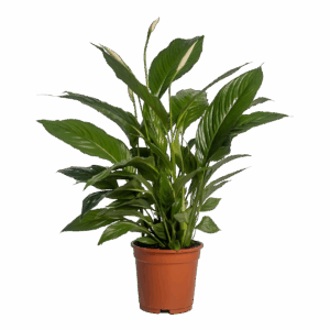 Spathiphyllum “Vivaldi” | Einblatt | +/- 70cm | ø 17cm Topf