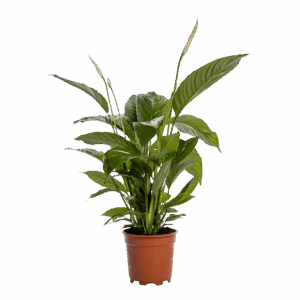 Spathiphyllum “Bingo Cupido” | Einblatt | +/- 80cm | ø 19cm Topf