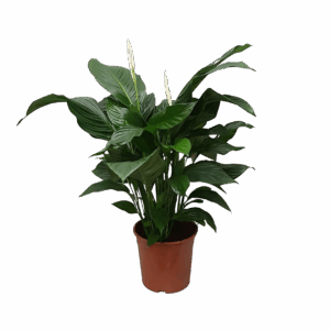Spathiphyllum “Sweet Silvana” | Einblatt | +/- 80cm | ø 24cm Topf
