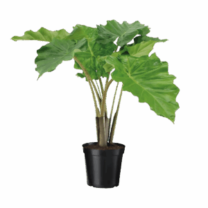 Alocasia “Portodora” | Elefantenohr | +/- 75cm | ø 21cm Topf