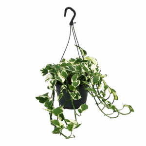 Scindapsus Epipremnum “N’Joy” | Efeutute | +/- 35cm | ø 15cm Topf