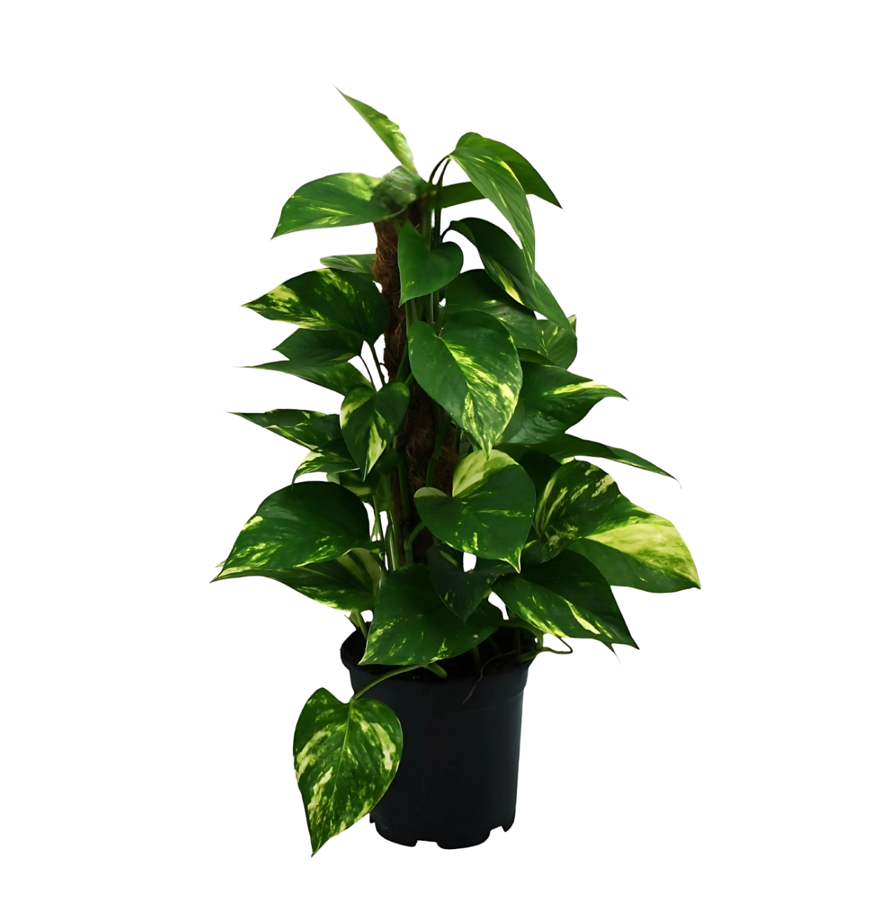 Scindapsus Epipremnum | Efeutute | +/- 50cm | ø 15cm Topf 1 Scindapsus Epipremnum | Efeutute | +/- 50cm | ø 15cm Topf