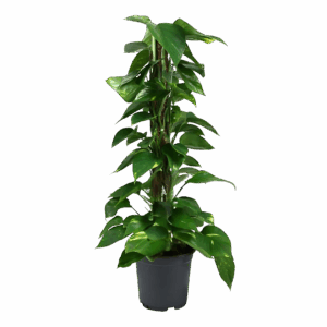 Scindapsus Epipremnum | Efeutute | +/- 80cm | ø 19cm Topf