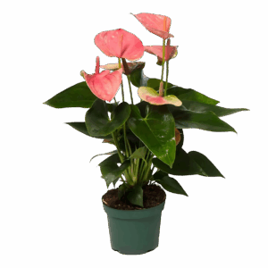 Anthurium “Sweet Dream” | Flamingoblume | +/- 35cm | ø 12cm Topf