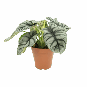 Alocasia “Silver Dragon” | Elefantenohr | +/- 45cm | ø 12cm Topf