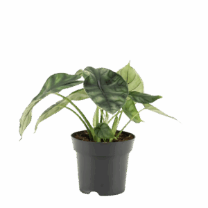 Alocasia “Dragon Scale” | Elefantenohr | +/- 25cm | ø 14cm Topf