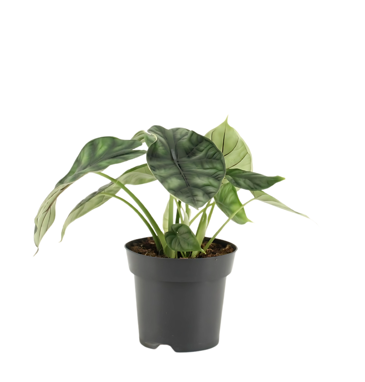 Alocasia “Dragon Scale” | Elefantenohr | +/- 25cm | ø 14cm Topf 1 Alocasia “Dragon Scale” | Elefantenohr | +/- 25cm | ø 14cm Topf