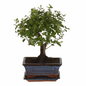 Bonsai-Baum “Kugelform” | Bonsai Bol Vorm | +/- 30cm | ø 15cm Topf