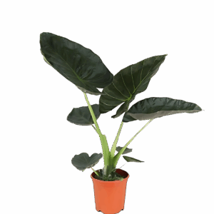 Alocasia “Regal Shield” | Elefantenohr | +/- 90cm | ø 21cm Topf
