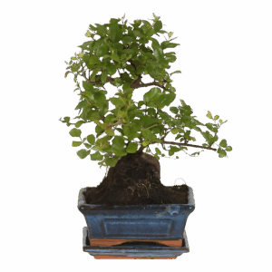Bonsai-Baum “S-Form” | Bonsai S-Vorm | +/- 15cm | ø 15cm Topf