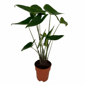 Alocasia “Zebrina” | Elefantenohr | +/- 75cm | ø 19cm Topf