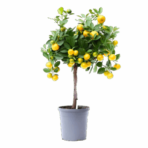 Citrus Calamondin | Zwergorangenbaum | +/- 45cm | ø 15cm Topf