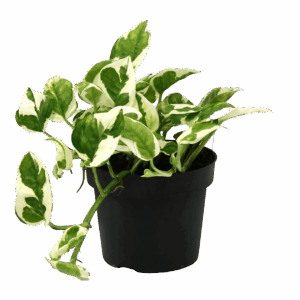 Scindapsus Epipremnum “N’Joy” | Efeutute | +/- 15cm | ø 12cm Topf